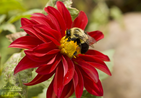Bumble Bee on Red Dahlia