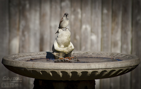 Sparrow on birdbath ornament