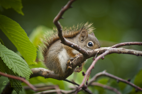 Red Squirrel - juvenile 