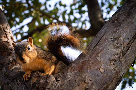 Fox Squirrel on a Tree