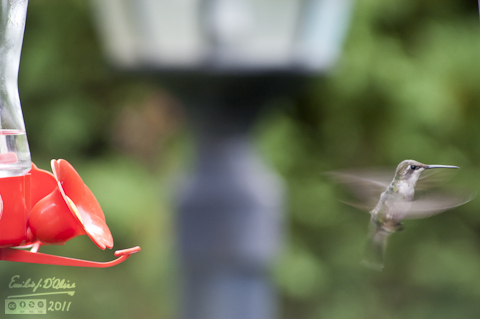 Hummingbird Wing Sweep