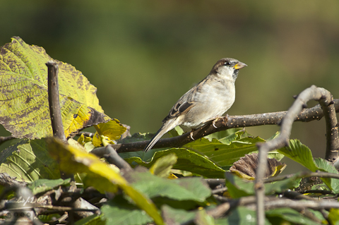 Sparrow - very good