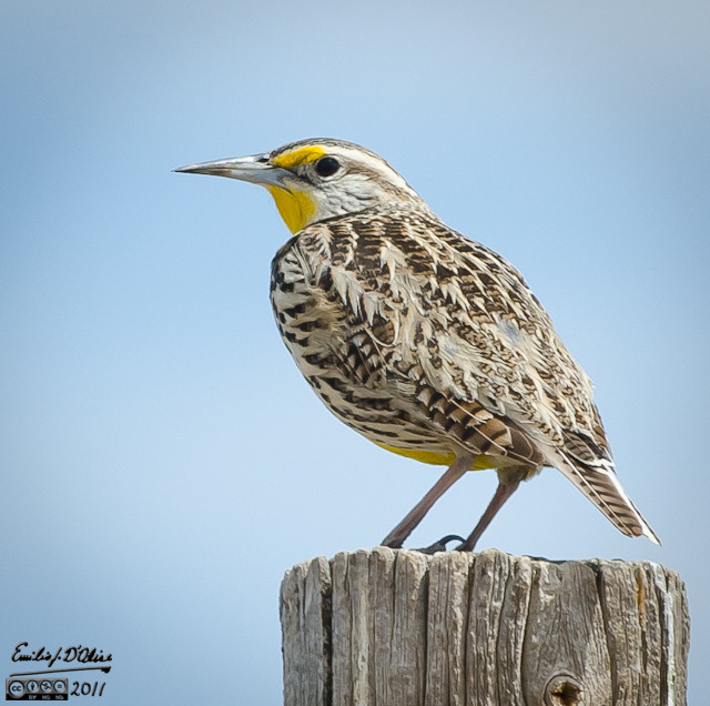 In late March I bought a D7000 to replace the D200 . . . in April I took this picture of a Western Meadowlark with the new camera.  Yes, I am liking the camera a lot.