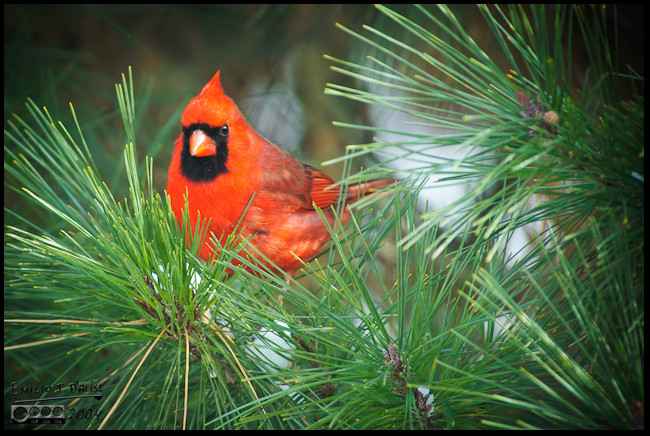 Norther Cardinal on one of our evergreens