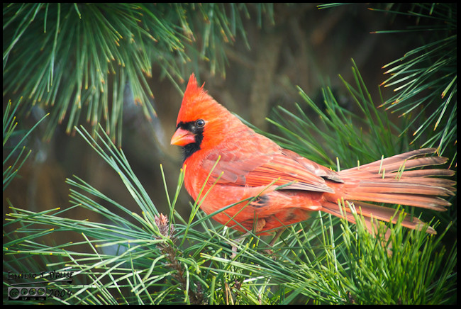 Norther Cardinal flashing some tail