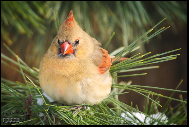 Female Northern Cardinal - I call her Lady Cardinal
