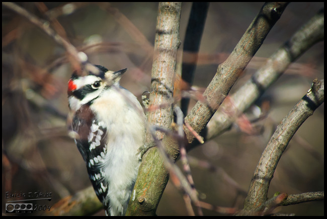 Cute Downy Woodpecker