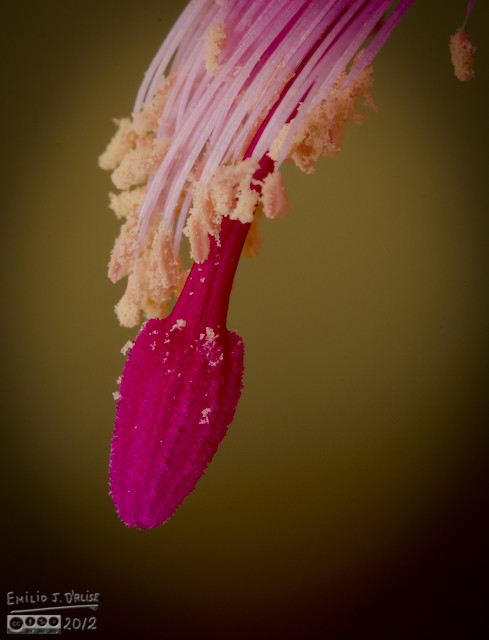 A close-up of the business end of one of the flowers.