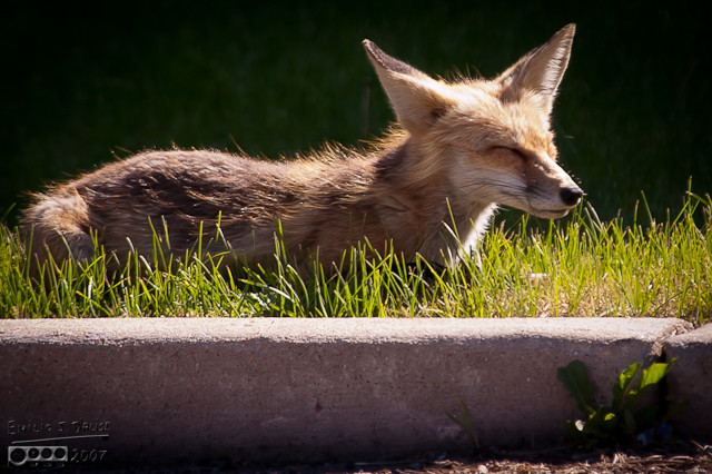 In contrast to the kits, this poor fox looked frazzled . . . 