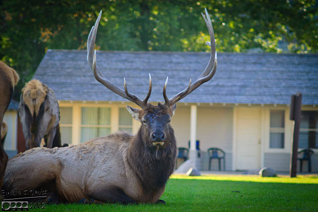 A small herd of Elk sitting on the grass in the middle of town. This guy was impressive, if disdainful of my presence. 
