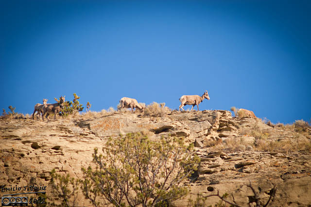 The last thing we saw that first day were these sheep. They are not Mountain Goats (they are white), so by process of elimination, they are Bighorn Sheep.