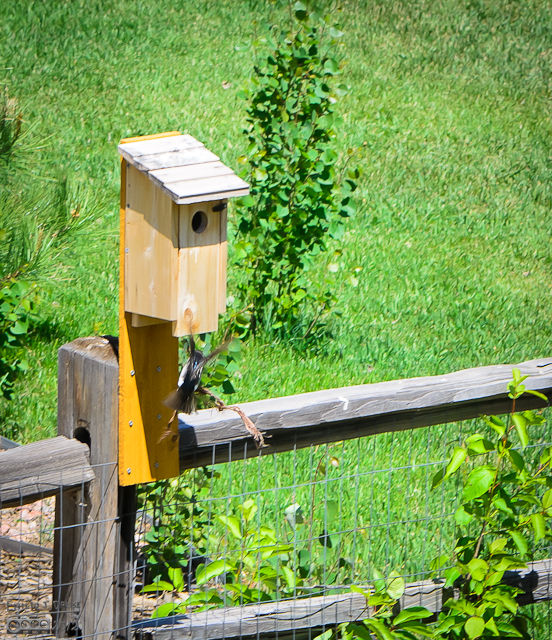 Here's the box . . . and the swallow trying to get a piece of mulch up in the box.