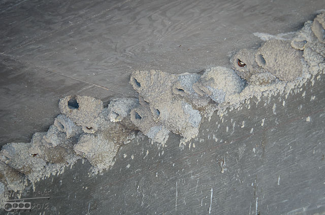 As thousands of cars travel over it, hundreds of Cliff Swallows call it home.