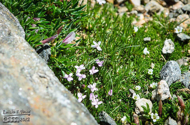 These are rocks growing among some dwarf clover and moss champion flowers.