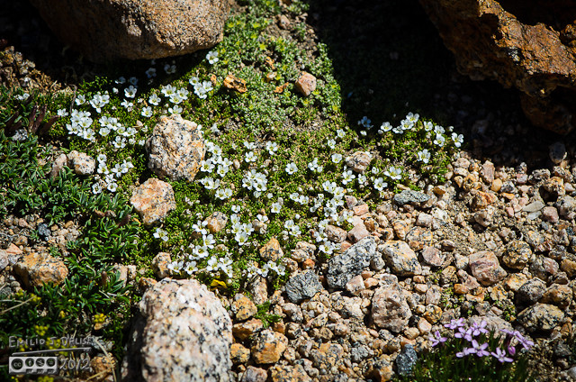 A bit of everything . . . rocks, dwarf clover, more Rocky Mountain nailwort, and Alpine Sandworth, and more rocks.