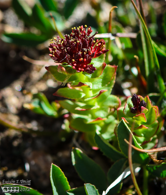 A close-up of what I think is King’s Crown Flowers (Sedum integrifolium)