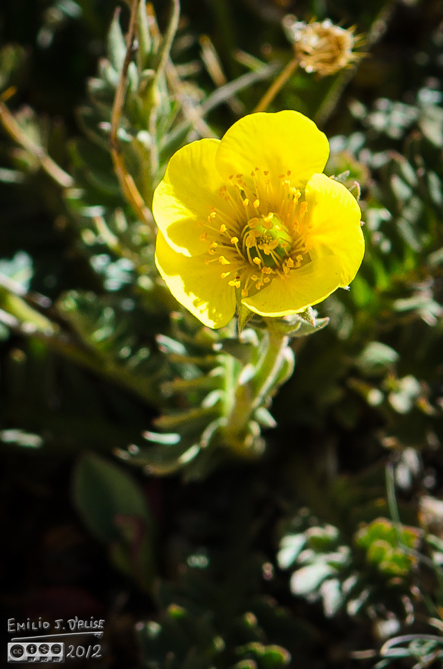 I think this is an Alpine Avens flower (Acomastylis rossii ssp turbinatum)