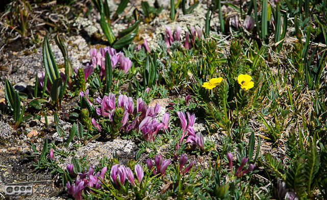 Dwarf Clover (Trifolium nanum), and some Alpine Avens