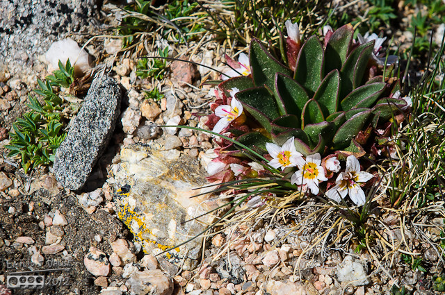 I think this is a Alpine Springbeauty Plant, Claytonia megarhiza, but they vary in description.