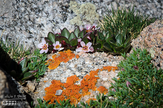 Springbeauty is a name that fits.   I do like the combination of rocks, lichen, and alpine flowers . . . it's like a miniature magical world of colors and textures.