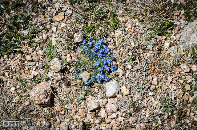 By far the most surprising and striking are the Alpine Forget-Me-Not Flowers, Eritrichium nanum. Your eyes are drawn to them both for their delicate beauty, and because the vivid blue seems out of place in this harsh environment.