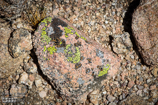 And yes, the rocks and lichen are also an interesting visual treat. 