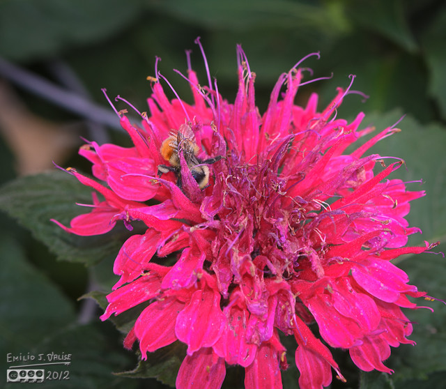 Now, with Bee Balm flowers, the search for nectar becomes an adventure . . .