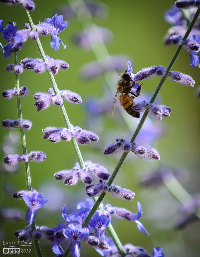 But sometime you get a bee which seems mesmerized with the bounty within the flowers, and you can get a decent shot.