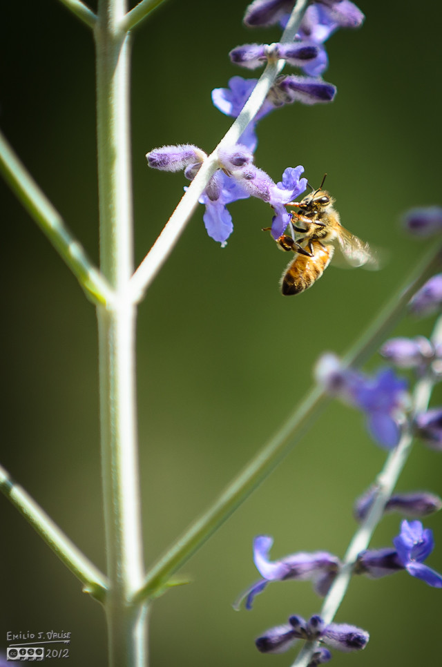 But most of the time, even if at first glance the shot looks good, the little busy bees are blurred.
