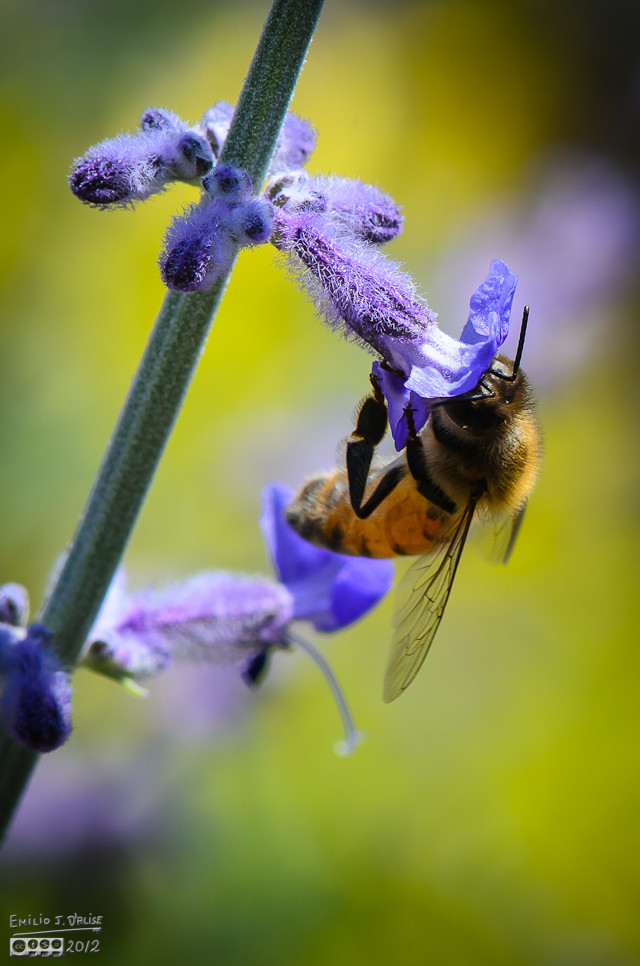 This shot I like . . . sharp flower, sharp bee, decent composition . . .