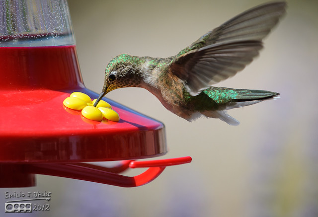 Rufous Female hummingbird