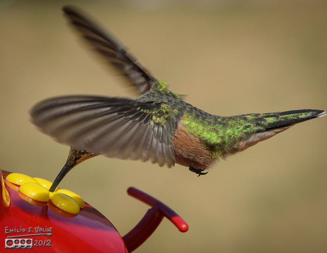 Rufous Female Hummingbird