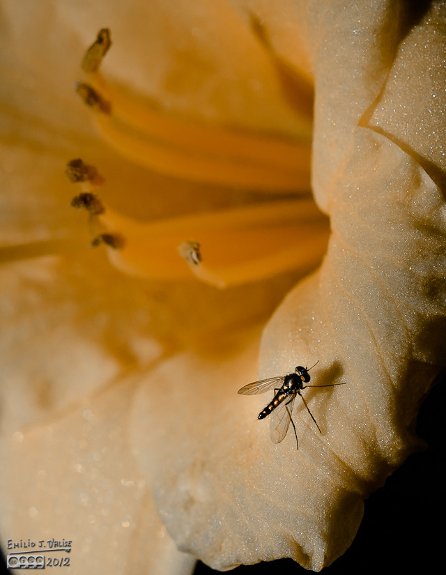 Same flower, same fly, different treatment.