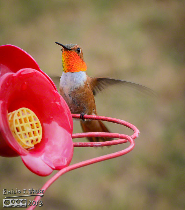 Hummingbirds,