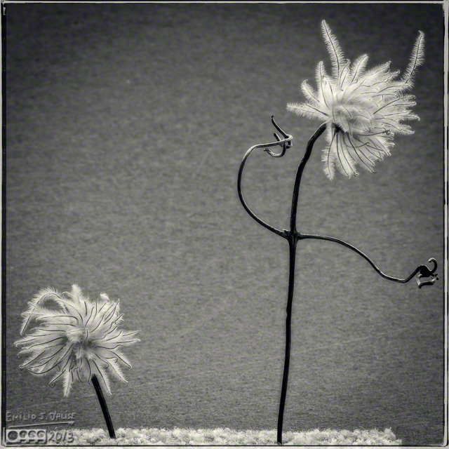 Clematis - onOne Perfect B&W