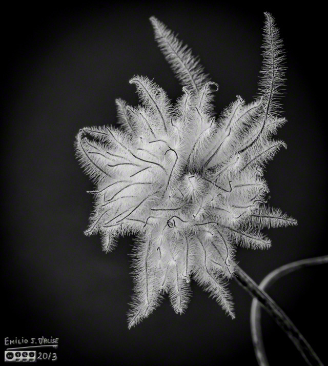 Clematis - Topaz Suite, Black and White 2