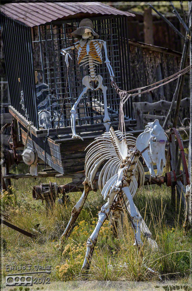 . . . a horse skeleton with pink sunglasses . . . 