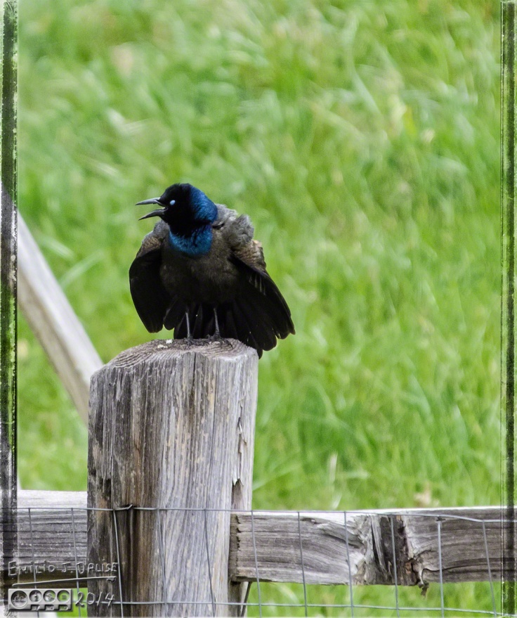 Common Grackle - I think this is a mating call
