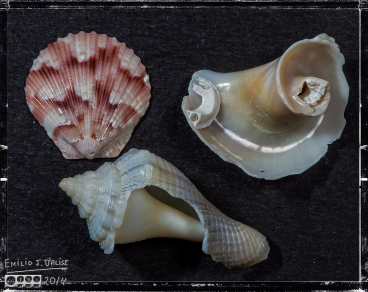 Seashells, Macros,