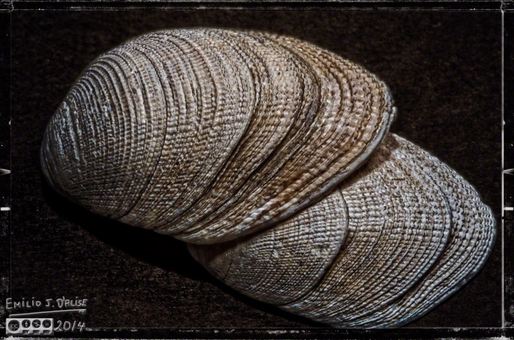 Seashells, Macros,