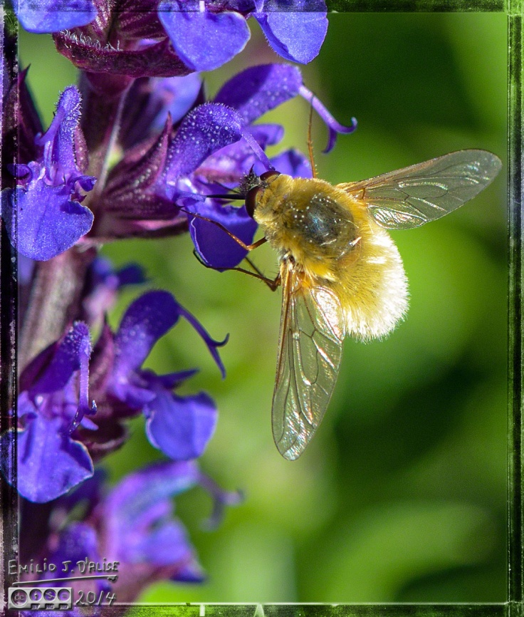 Flowers, bees,