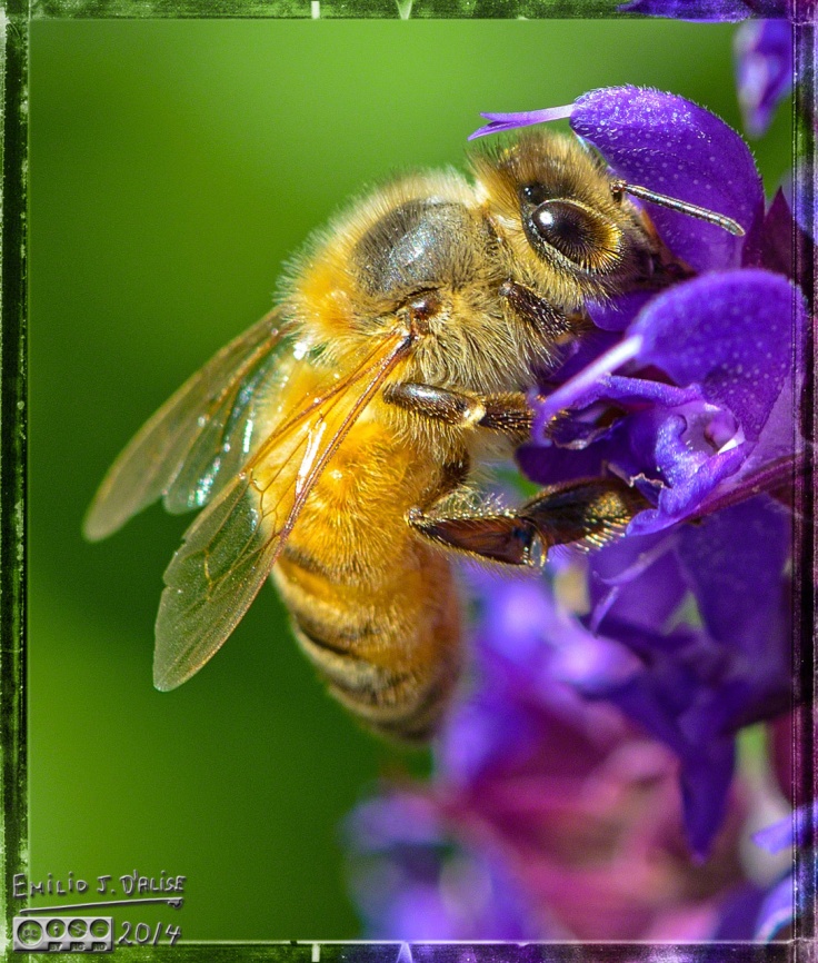 Flowers, bees,
