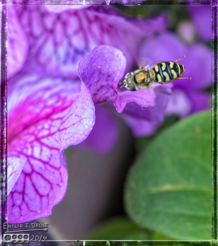 Flowers, bees,insects,
