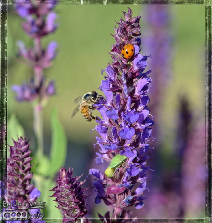 Flowers, bees,insects,