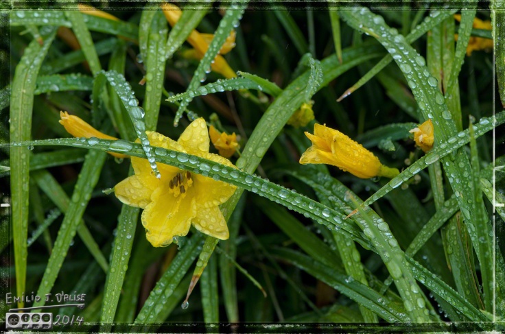 2014 Flowers, Rainy Day,