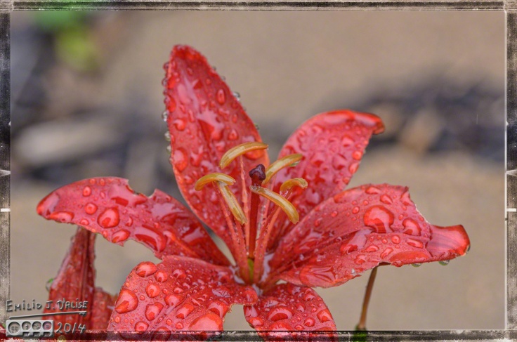 2014 Flowers, Rainy Day,