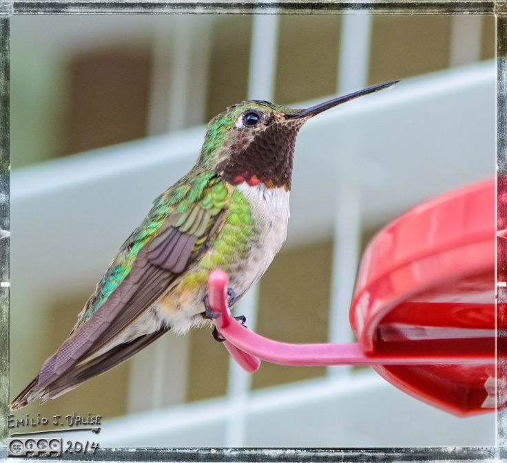 2014 Hummingbirds,