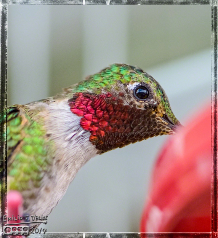 2014 Hummingbirds,