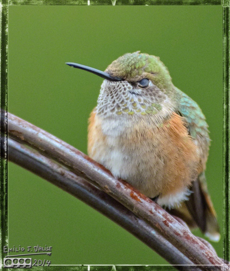 Hummingbird,