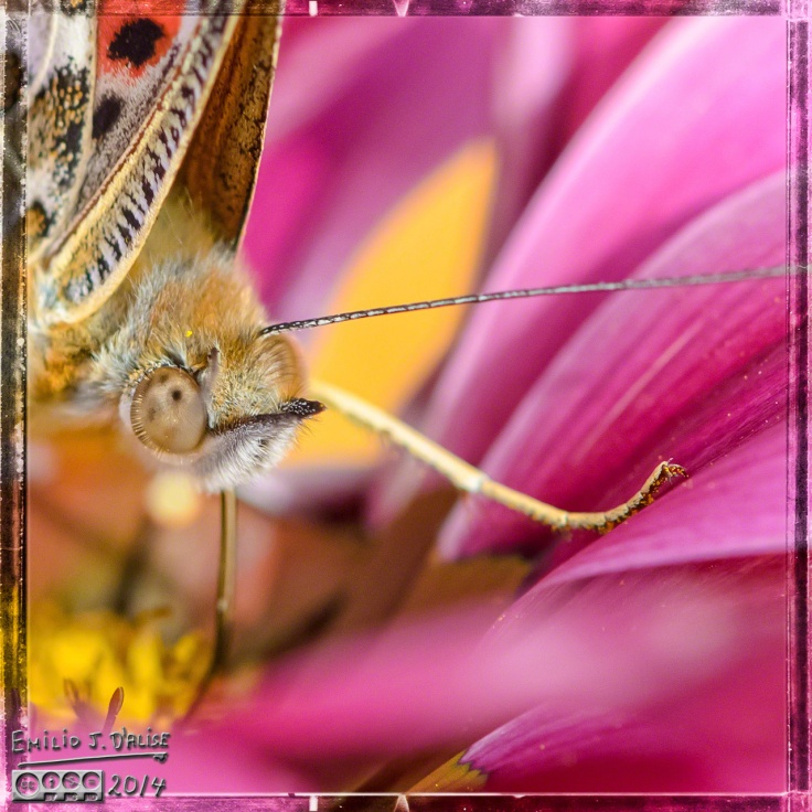 Bee, Butterfly,